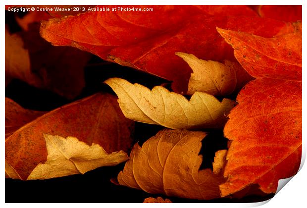 Autumn Curl 2 Print by Corrine Weaver