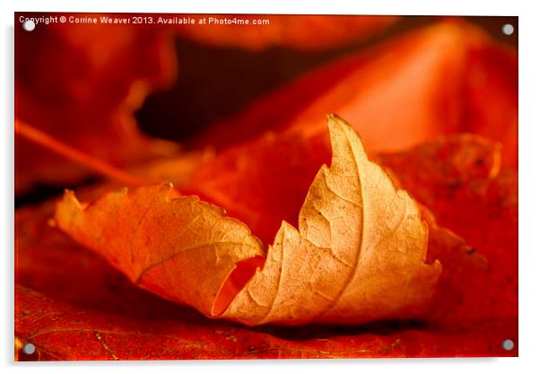 Autumn Curl 3 Acrylic by Corrine Weaver