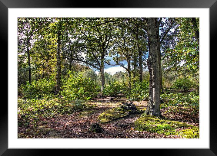Blean woods Framed Mounted Print by Thanet Photos