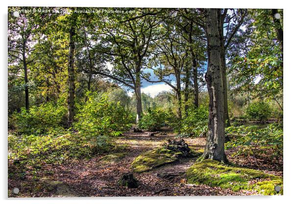 Blean woods Acrylic by Thanet Photos