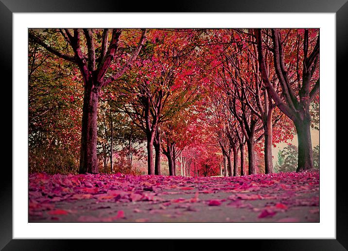 Autumn beauty.. Framed Mounted Print by Nadeesha Jayamanne