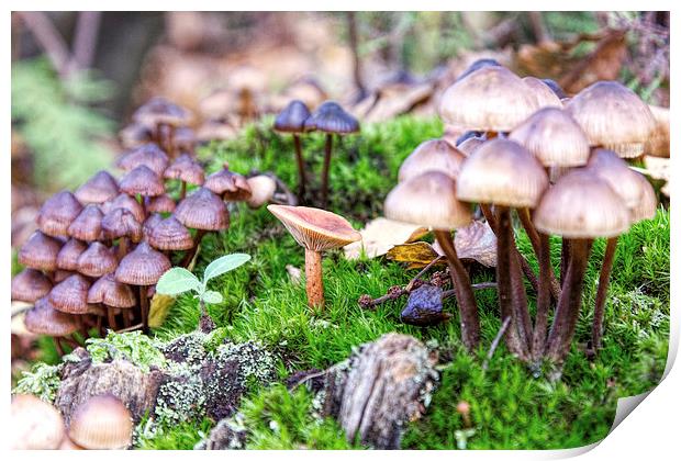 Mixed fungi Print by Thanet Photos