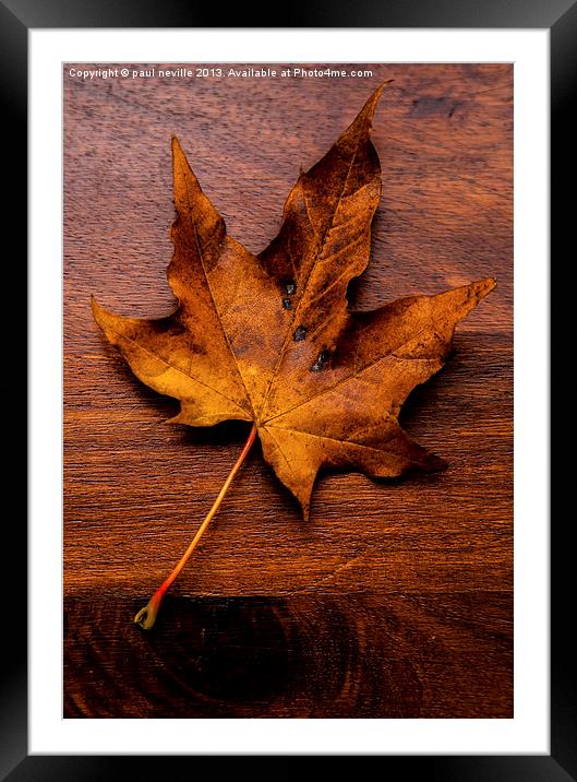 autumn leaf on wood Framed Mounted Print by paul neville