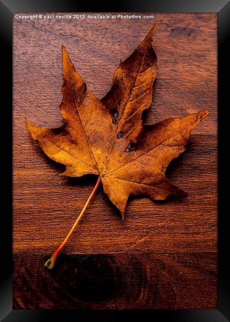 autumn leaf on wood Framed Print by paul neville