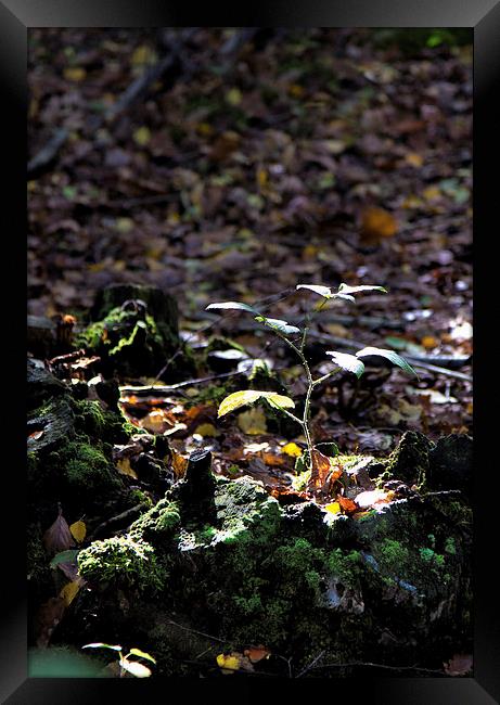 Reach for the light Framed Print by Thanet Photos