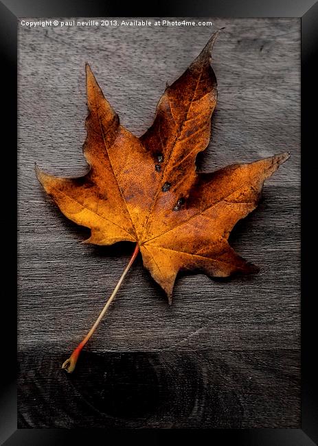 autumn leaf colour pop Framed Print by paul neville