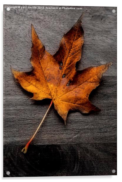 autumn leaf colour pop Acrylic by paul neville