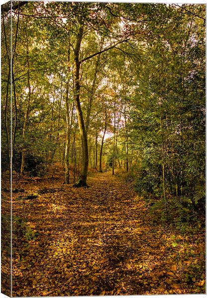 Woodland in Autumn Canvas Print by Thanet Photos