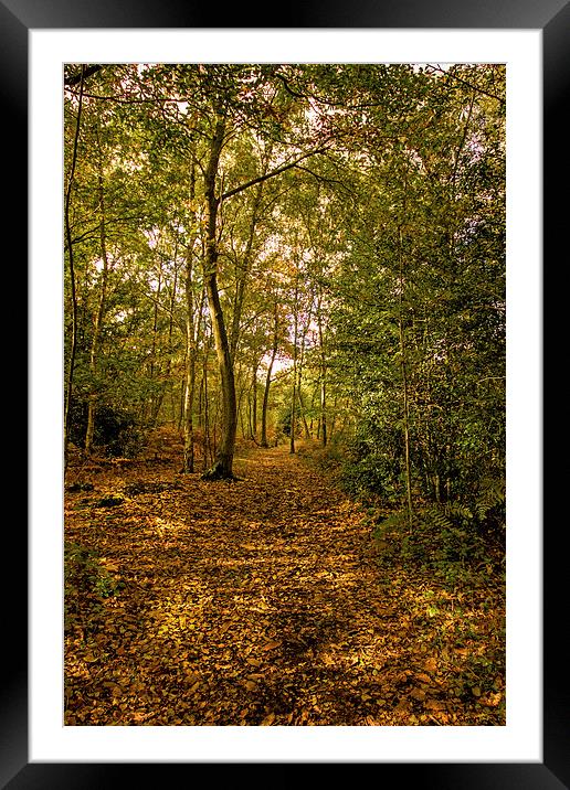 Woodland in Autumn Framed Mounted Print by Thanet Photos