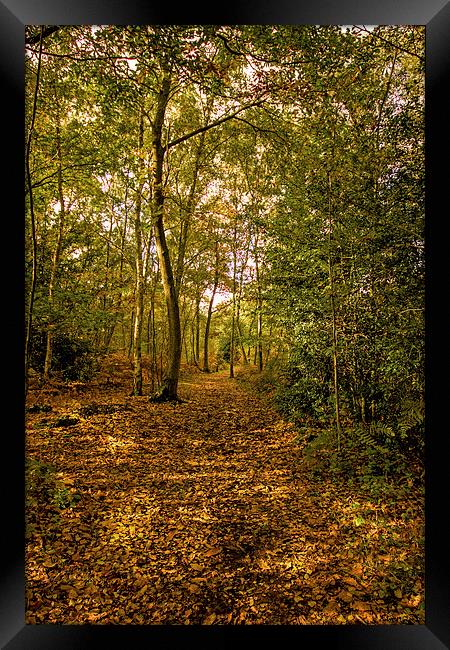 Woodland in Autumn Framed Print by Thanet Photos