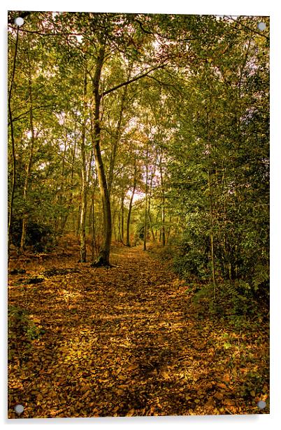 Woodland in Autumn Acrylic by Thanet Photos
