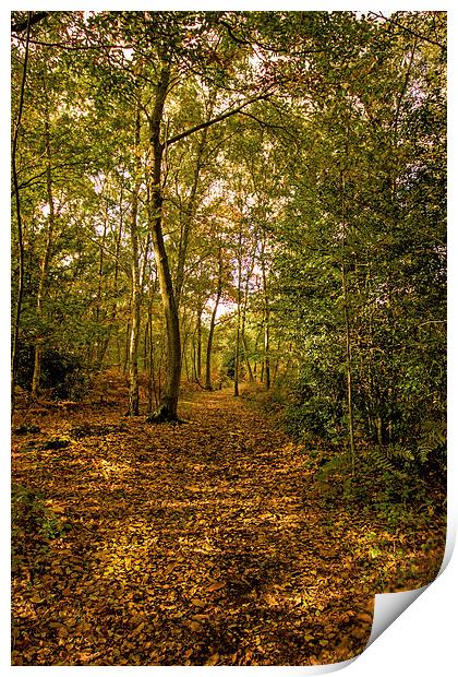 Woodland in Autumn Print by Thanet Photos