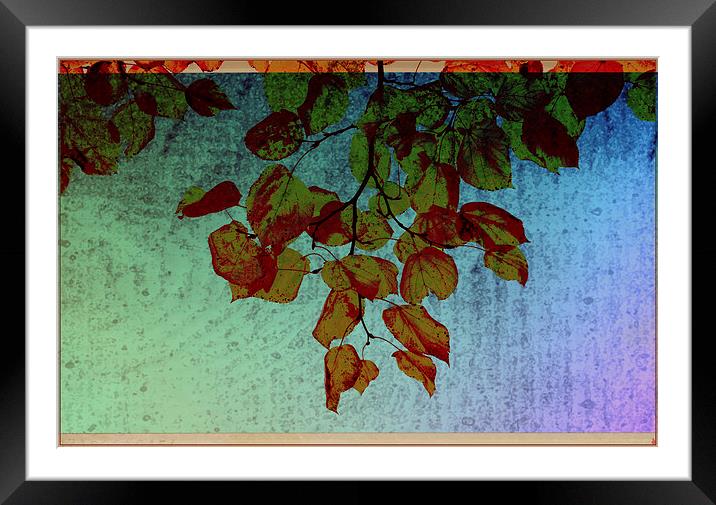 Autumn beauty II Framed Mounted Print by Nadeesha Jayamanne