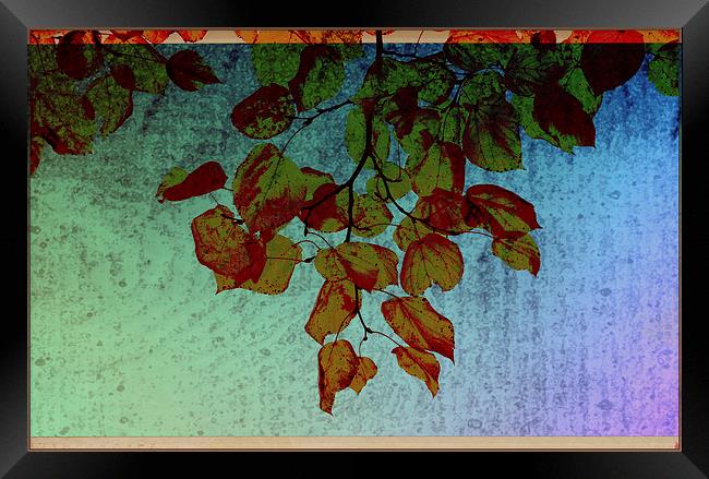 Autumn beauty II Framed Print by Nadeesha Jayamanne