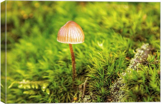 Lone fungi Canvas Print by Thanet Photos