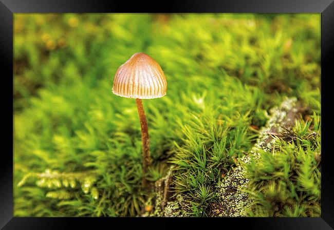Lone fungi Framed Print by Thanet Photos