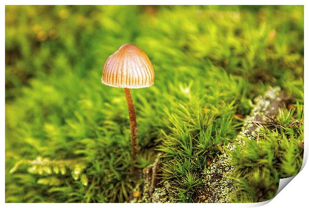 Lone fungi Print by Thanet Photos