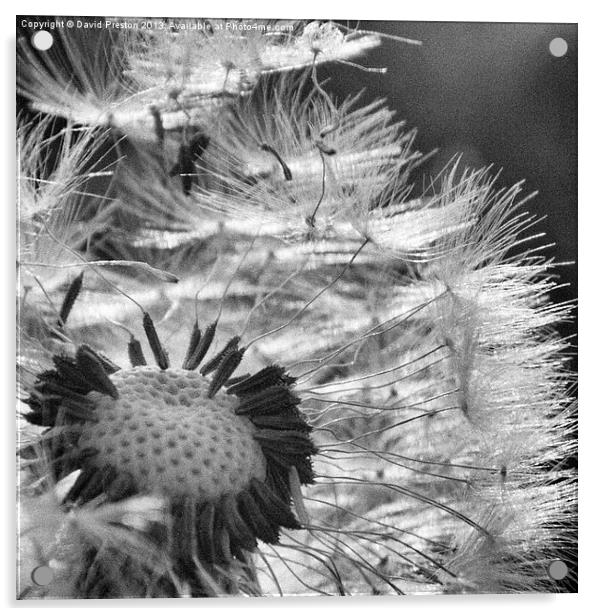 Dandelion seed head #1 Acrylic by David Preston