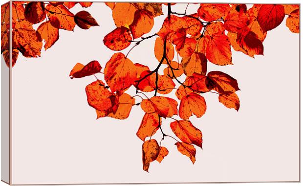 Autumn beauty III Canvas Print by Nadeesha Jayamanne