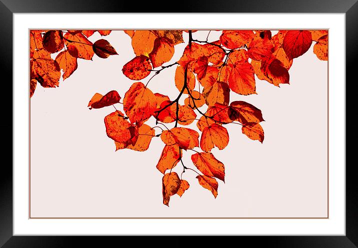 Autumn beauty III Framed Mounted Print by Nadeesha Jayamanne