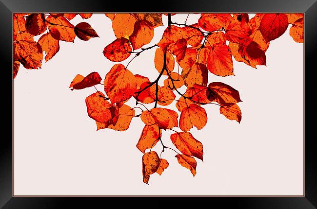 Autumn beauty III Framed Print by Nadeesha Jayamanne