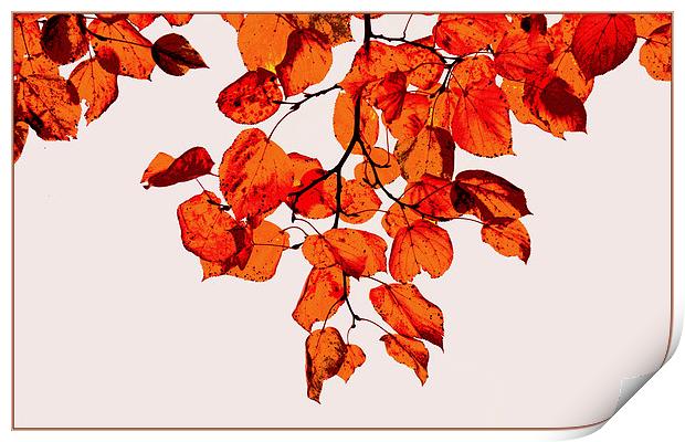 Autumn beauty III Print by Nadeesha Jayamanne