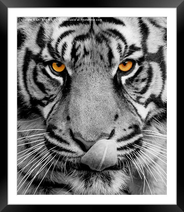 TIGER PORTRAIT Framed Mounted Print by CATSPAWS 