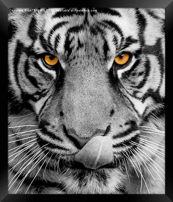 TIGER PORTRAIT Framed Print by CATSPAWS 