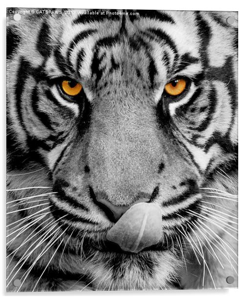 TIGER PORTRAIT Acrylic by CATSPAWS 