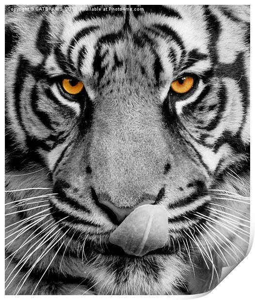 TIGER PORTRAIT Print by CATSPAWS 