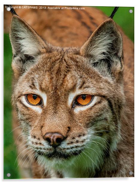 LYNX PORTRAIT Acrylic by CATSPAWS 