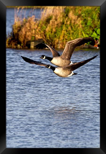 Canada Geese in flight Framed Print by Jim Jones