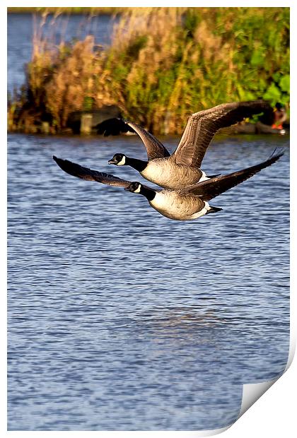 Canada Geese in flight Print by Jim Jones