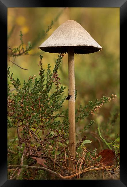 Wild Mushroom and heather Framed Print by Ian Jones
