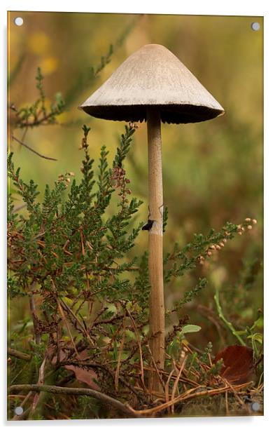 Wild Mushroom and heather Acrylic by Ian Jones