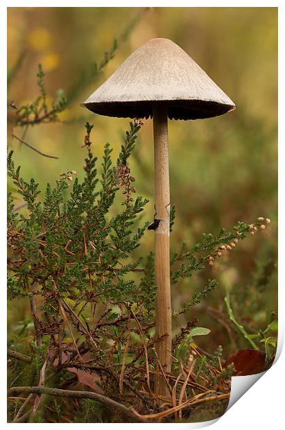 Wild Mushroom and heather Print by Ian Jones
