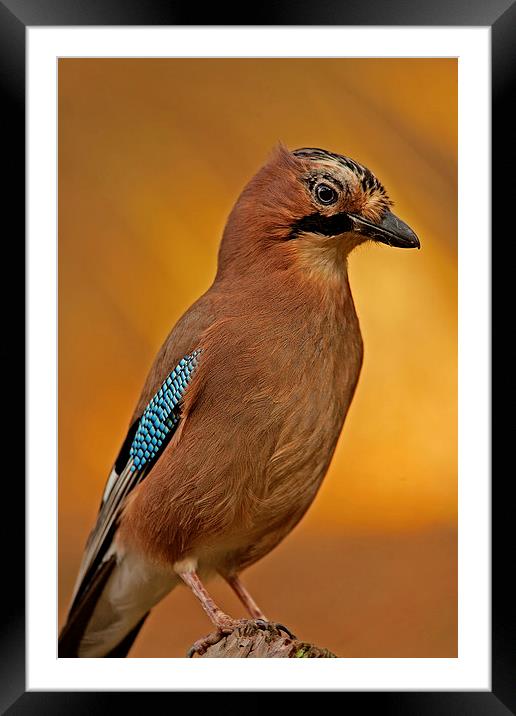 Portrait of a Jay Framed Mounted Print by Paul Scoullar