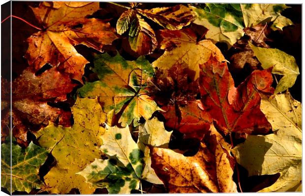 Autumn Leaves Canvas Print by Samantha Higgs