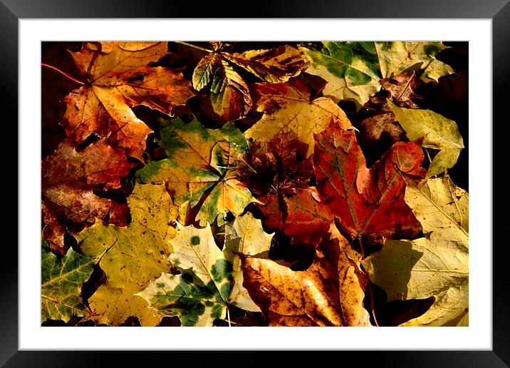 Autumn Leaves Framed Mounted Print by Samantha Higgs
