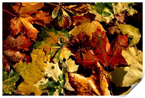 Autumn Leaves Print by Samantha Higgs