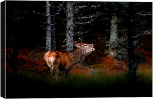 Roaring stag Canvas Print by Macrae Images