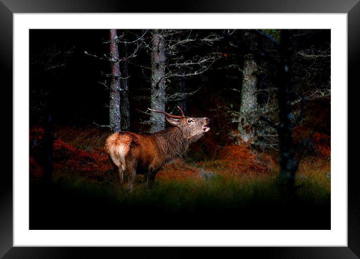 Roaring stag Framed Mounted Print by Macrae Images