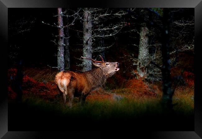Roaring stag Framed Print by Macrae Images