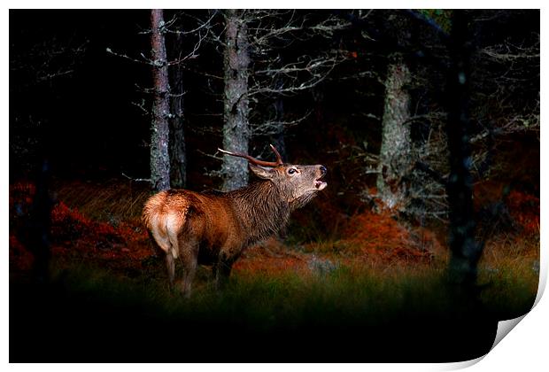 Roaring stag Print by Macrae Images