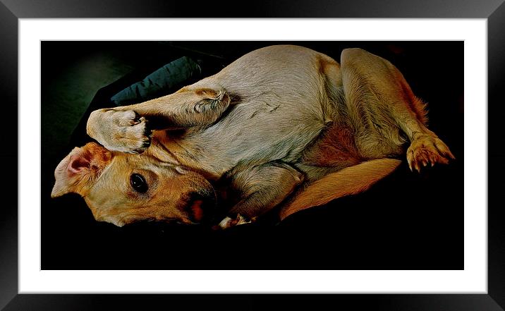 Its a dogs life Framed Mounted Print by Sue Bottomley