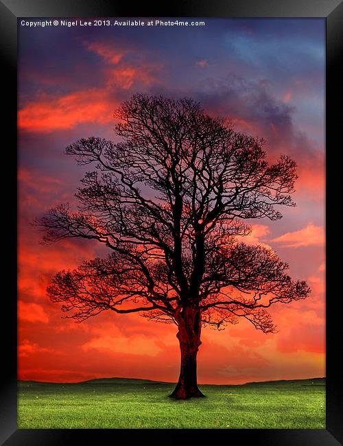 Sunset Wood Framed Print by Nigel Lee