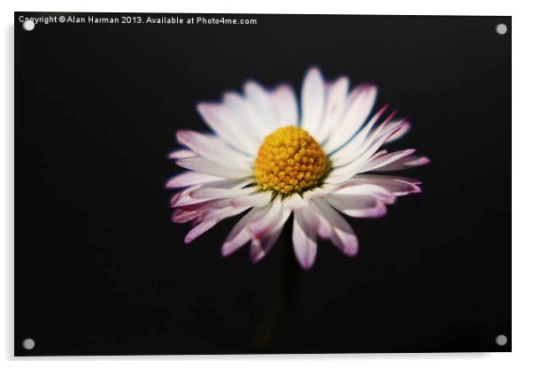 Common Daisy Acrylic by Alan Harman