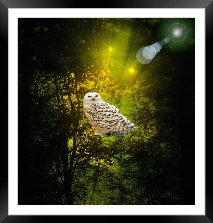The Owls Hideaway. Framed Mounted Print by Heather Goodwin