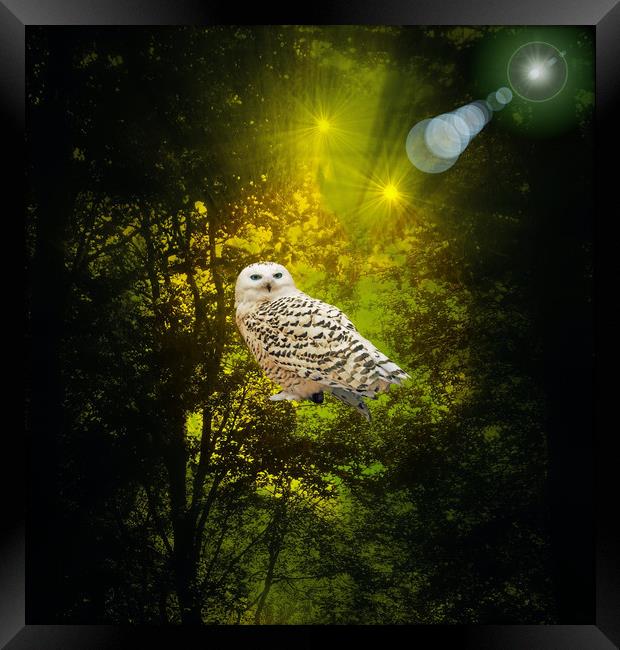 The Owls Hideaway. Framed Print by Heather Goodwin