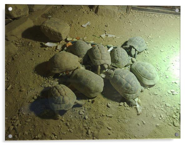 Bundle of Tortoise. Acrylic by louise harborow